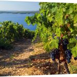 croatia-dalmatia-hvar-island-plavac-mali-grapes-at-zavala-near-sveta-nedjelja,2031003