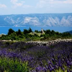 croatia-lavender-bloom-on-hvar-island